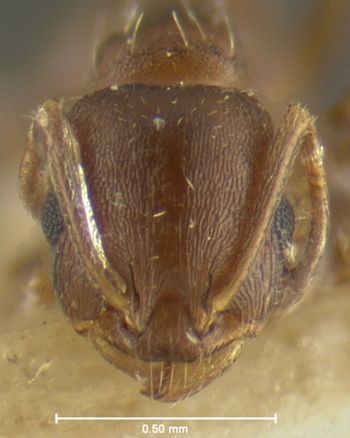 Media type: image;   Entomology 22622 Aspect: head frontal view